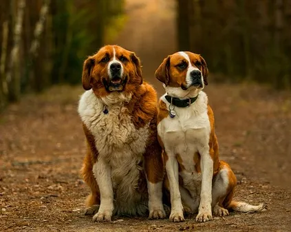 Saint Bernards Dog - furryguide