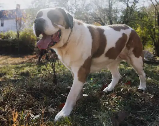 Saint Bernards Dog Breed Pros & Cons