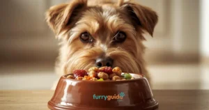 Best food for dogs