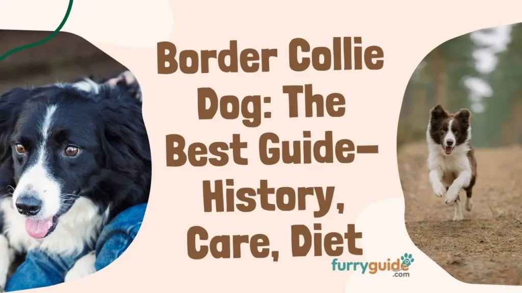 border collie dog the best guide, history, nature, care, nutrition, diet, exercise needs, training, pros & cons, Faqs