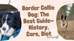 border collie dog the best guide, history, nature, care, nutrition, diet, exercise needs, training, pros & cons, Faqs