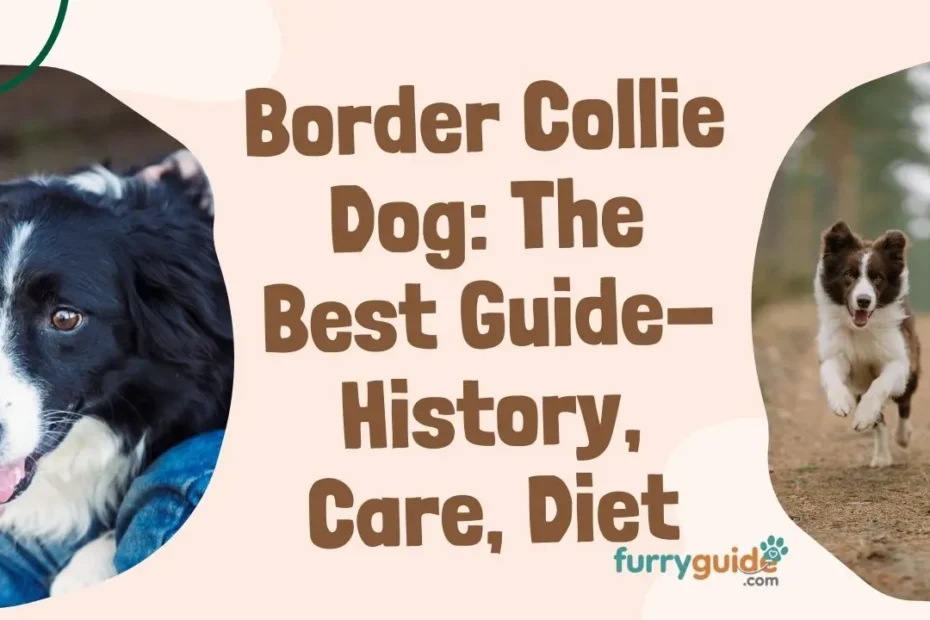 border collie dog the best guide, history, nature, care, nutrition, diet, exercise needs, training, pros & cons, Faqs