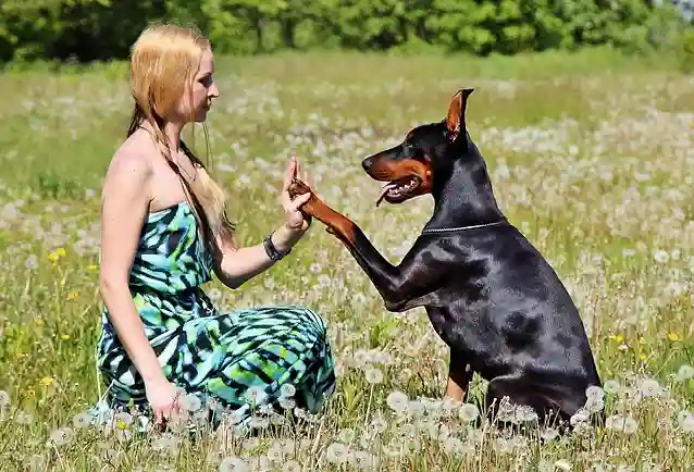doberman pinscher dog care tips