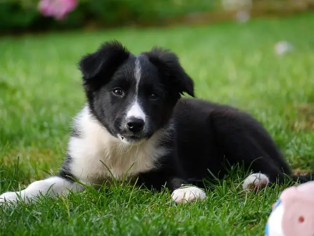 border collie dog care and health