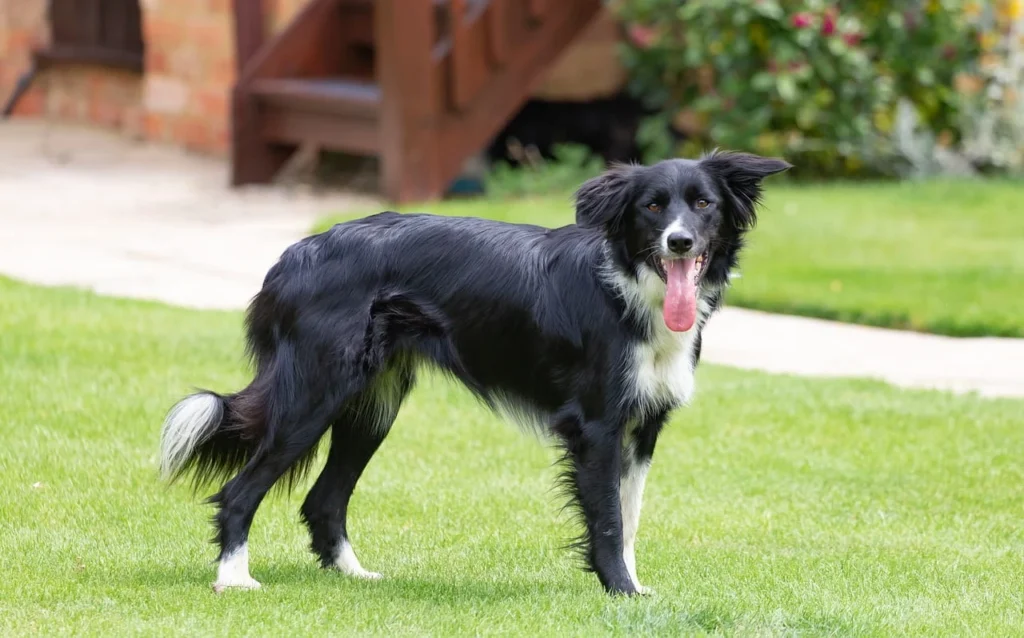border collie dog history and origin