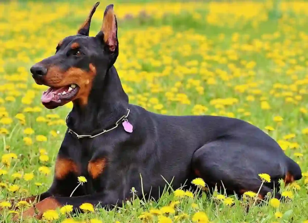 Doberman Pinscher Dog physical appearance