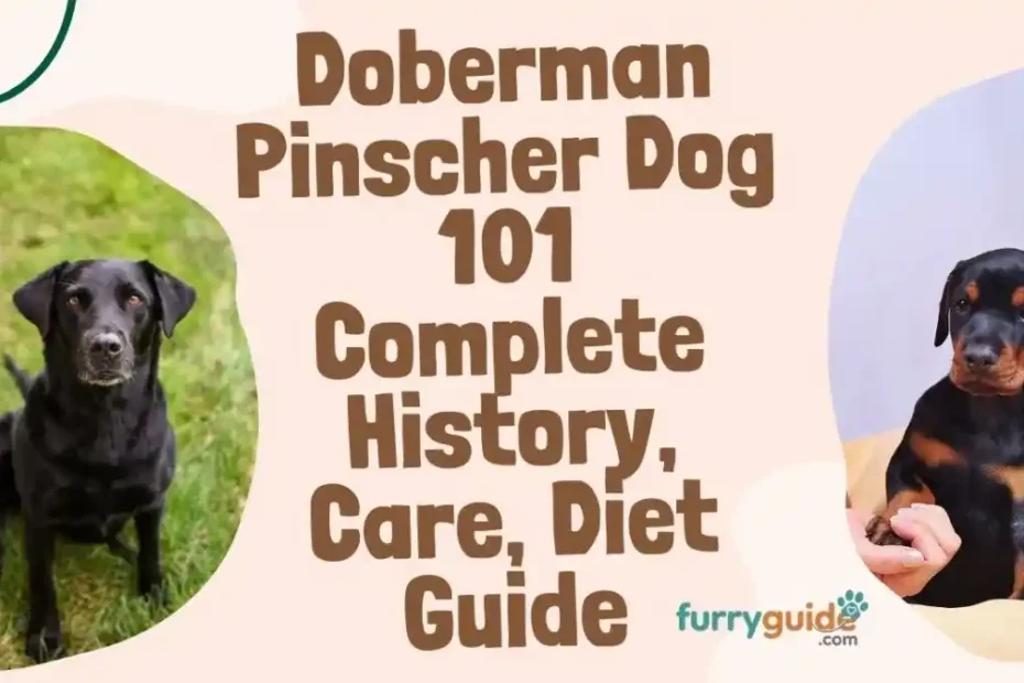 Doberman Pinscher Dog Complete guide history care Diet & Nutrition
