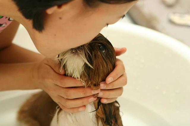Bathing your dog at home- dog grooming at home