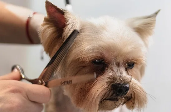 grooming dog hair (coat) at home- furryguide