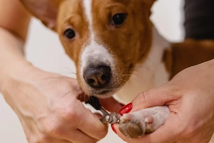 Grooming dog nails at home fuuryguide