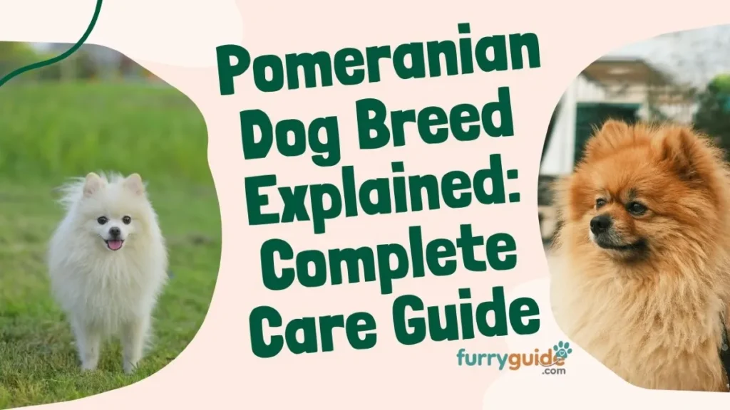 Pomeranian dog breed complete care guide- furryguide.com