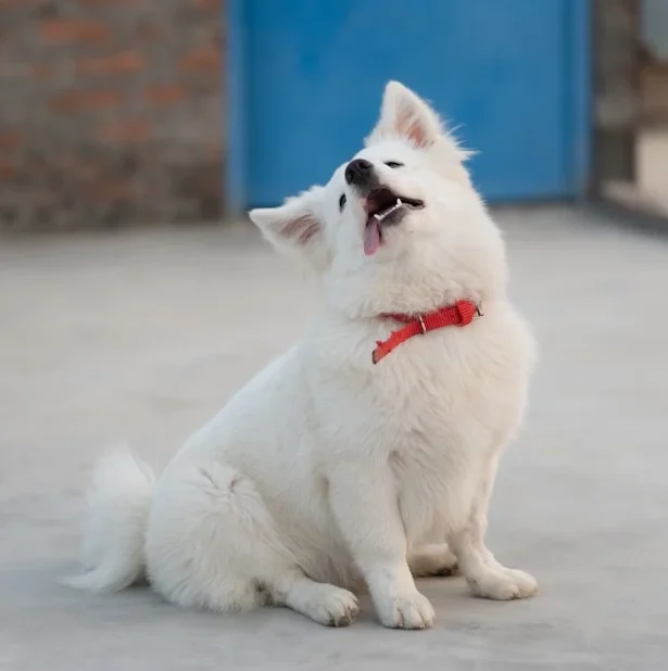 pomeranian dog breed history and origin- furryguide.com
