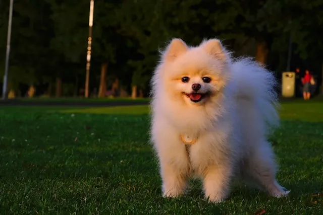 pomeranian dog breed puppy buying guide- furryguide.com