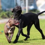 cane corso dog breed showing muscular build and calm temperament, playing with dog