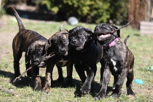 cane corso pupies playing stick