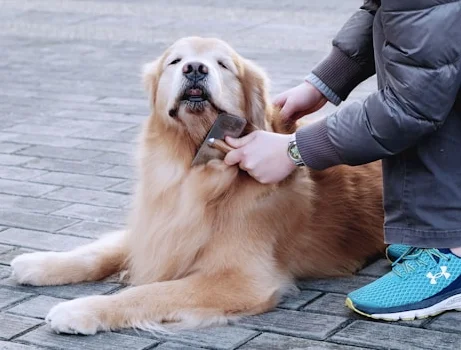 grooming and skin health helps in skin problems in dogs