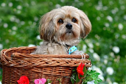 a cute lhasa apso puppy sitting in a basket
