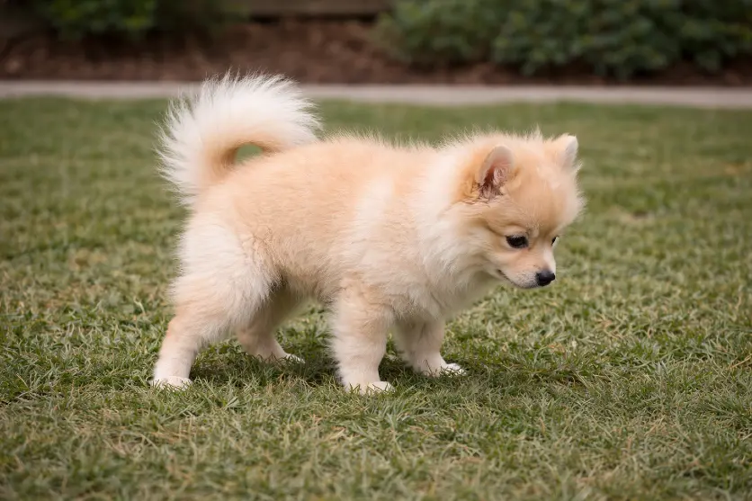 visiting same spot for potty helps in training