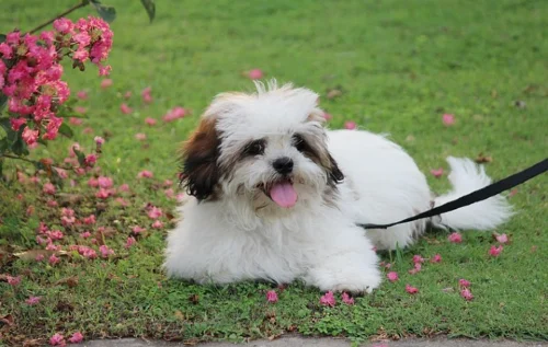 Lhasa apso puppy training in garden